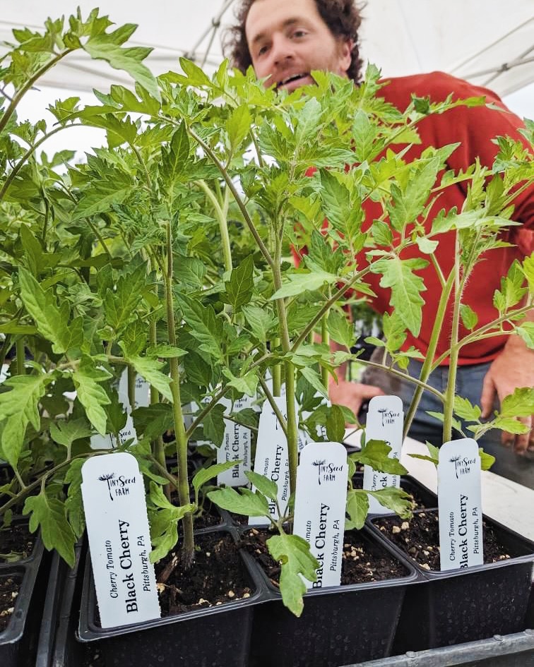 Todd Wilson, farmer at Tiny Seed Farm, with Black Cherry tomato seedlings